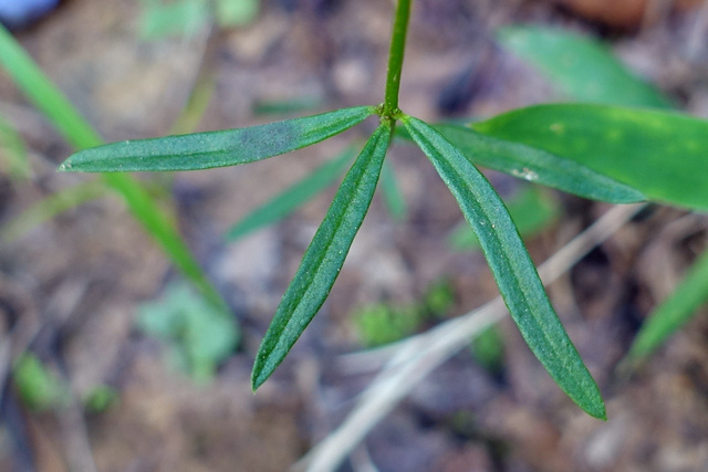 Polygala verticillata - leaves