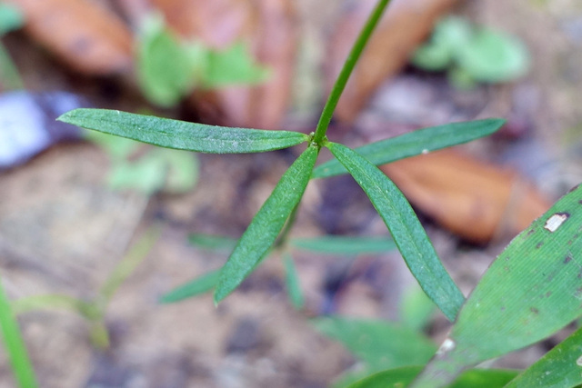 Polygala verticillata - leaves