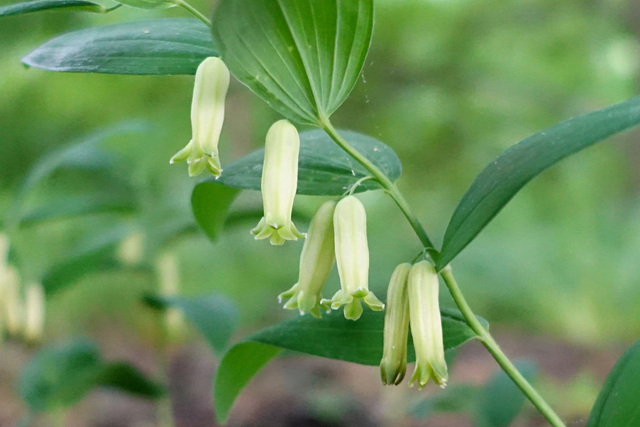 Polygonatum biflorum