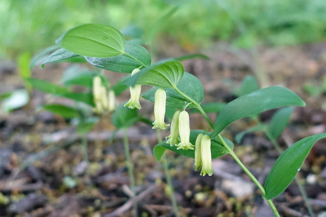 Polygonatum biflorum