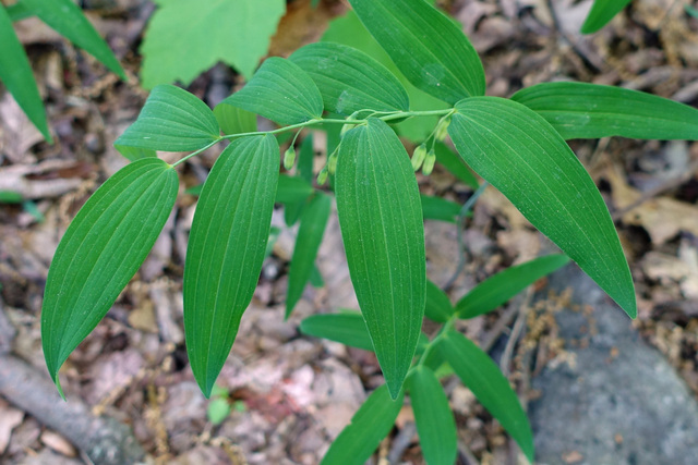 Polygonatum biflorum - leaves