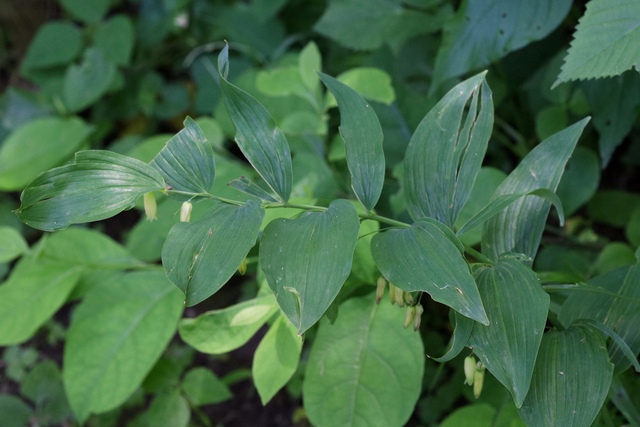 Polygonatum biflorum - leaves