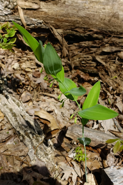 Polygonatum biflorum - plant