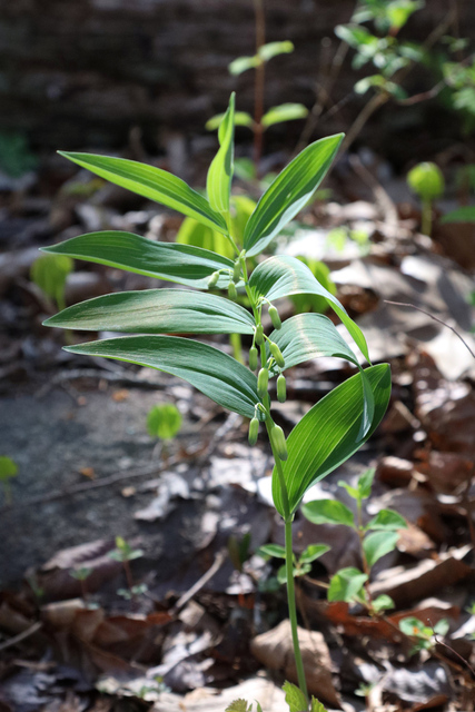 Polygonatum biflorum - plant