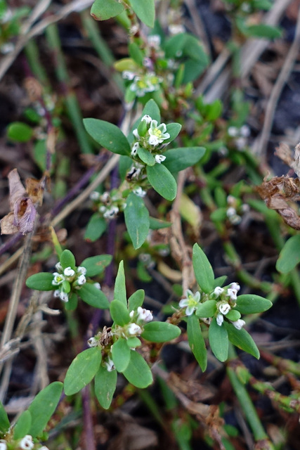 Polygonum aviculare