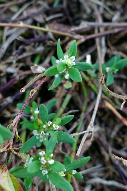 Polygonum aviculare