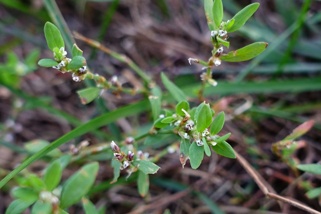 Polygonum aviculare