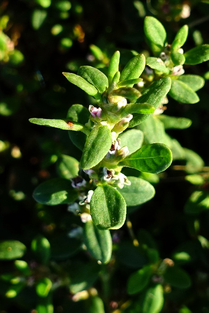 Polygonum aviculare