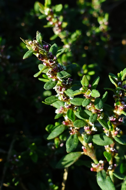 Polygonum aviculare