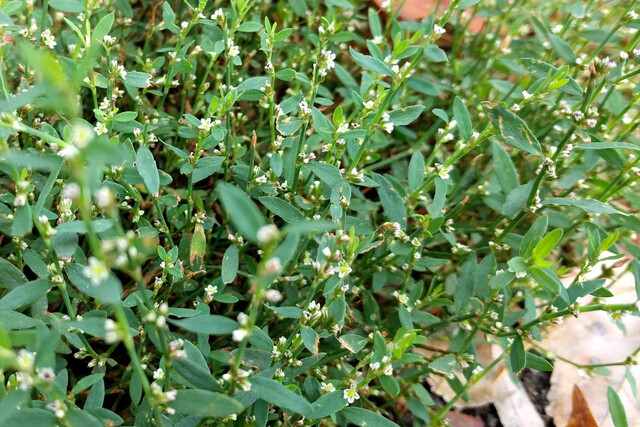 Polygonum aviculare - plants