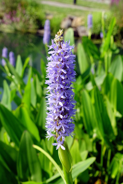 Pontederia cordata