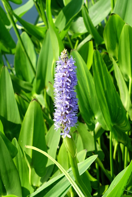 Pontederia cordata