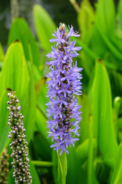 Pontederia cordata