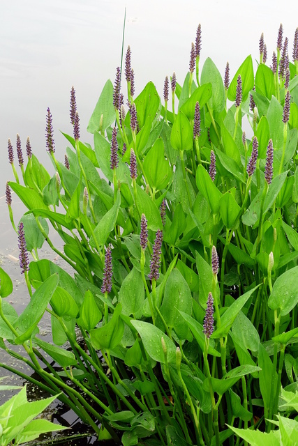 Pontederia cordata - plant