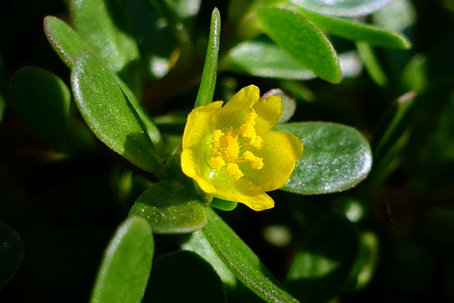 Portulaca oleracea