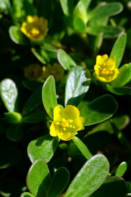 Portulaca oleracea