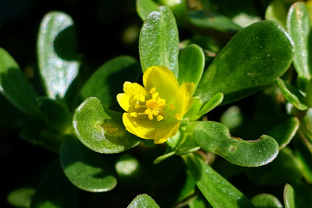 Portulaca oleracea