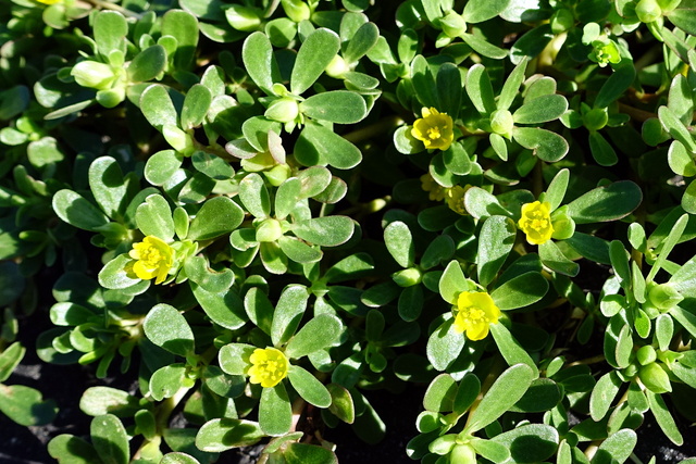 Portulaca oleracea