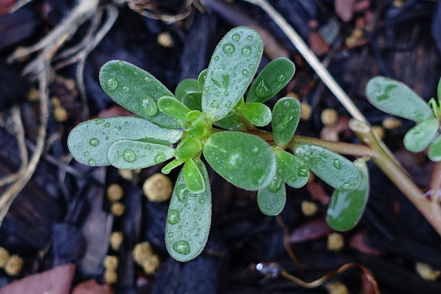 Portulaca oleracea - leaves