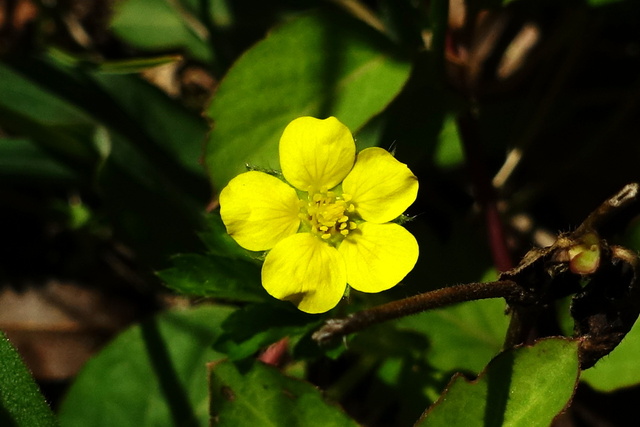 Potentilla canadensis