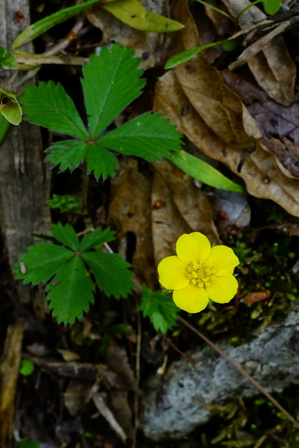 Potentilla canadensis