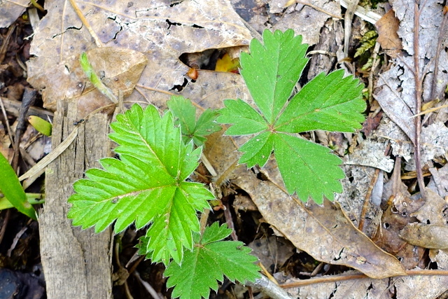 Potentilla canadensis - leaves