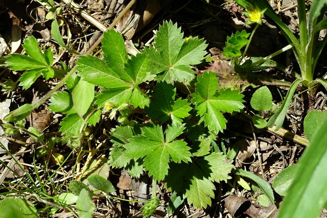 Potentilla canadensis - leaves