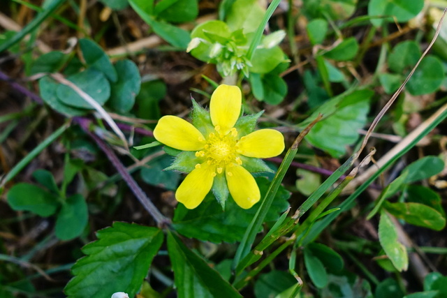 Potentilla indica