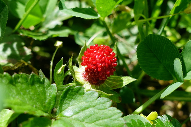 Potentilla indica - fruit