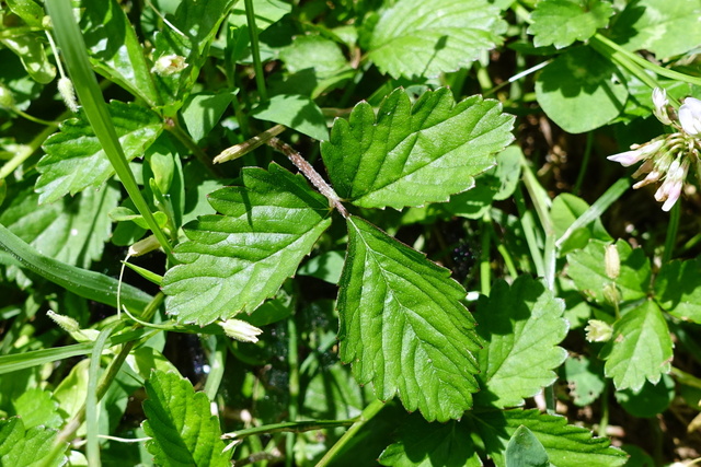 Potentilla indica - leaves