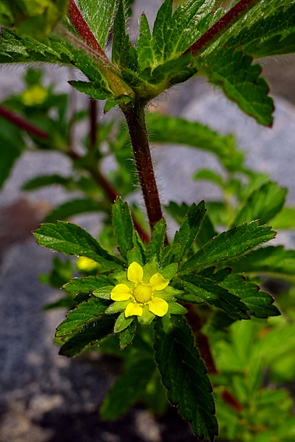 Potentilla norvegica