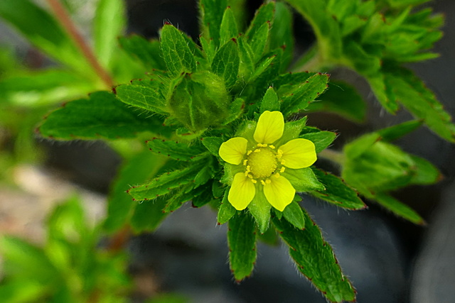 Potentilla norvegica