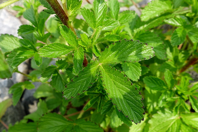 Potentilla norvegica - leaves