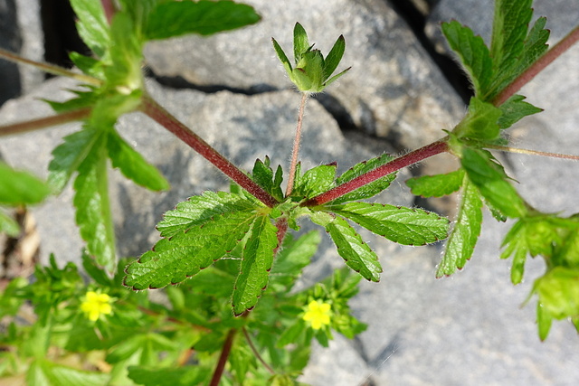 Potentilla norvegica - stem