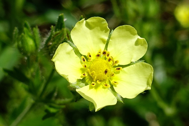 Potentilla recta