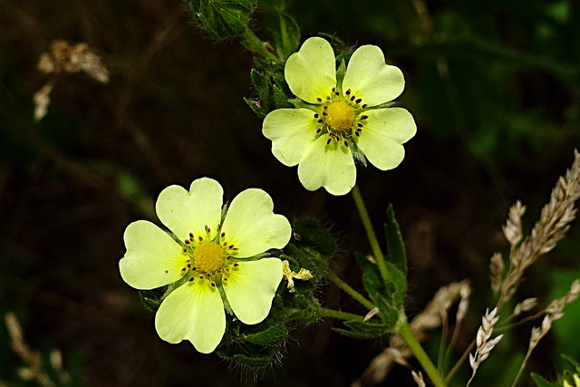 Potentilla recta