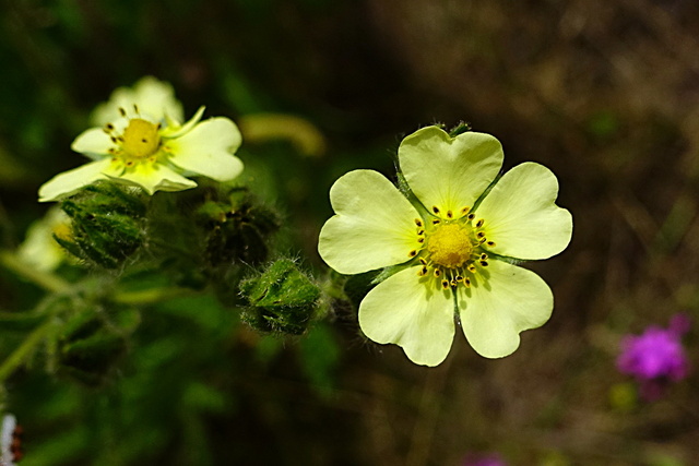 Potentilla recta