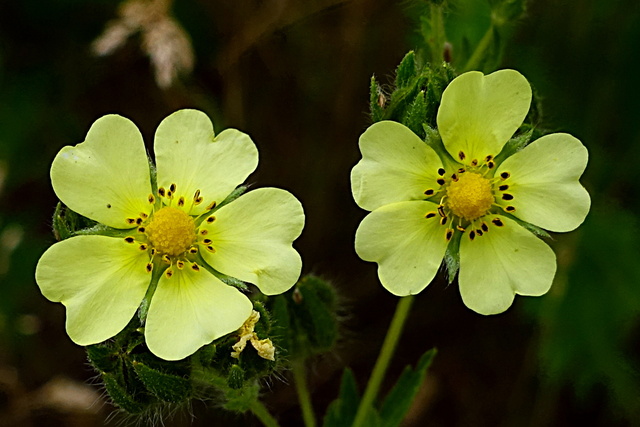 Potentilla recta