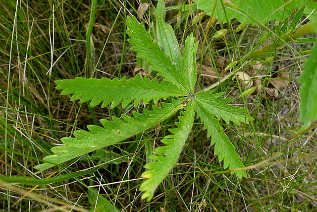 Potentilla recta - leaves