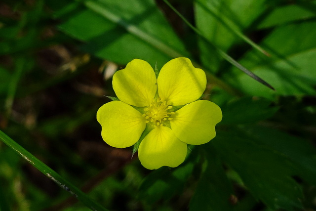 Potentilla simplex