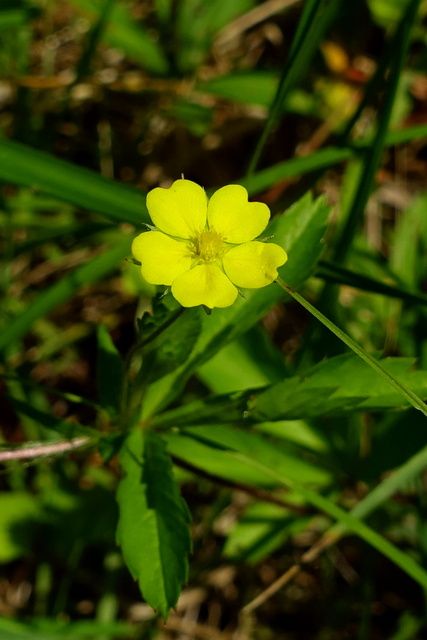 Potentilla simplex