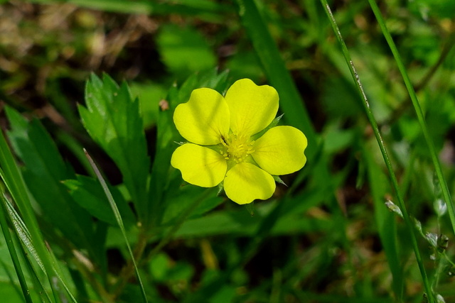 Potentilla simplex