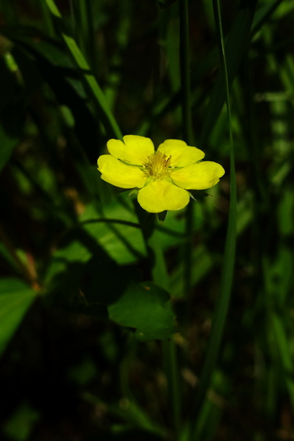 Potentilla simplex