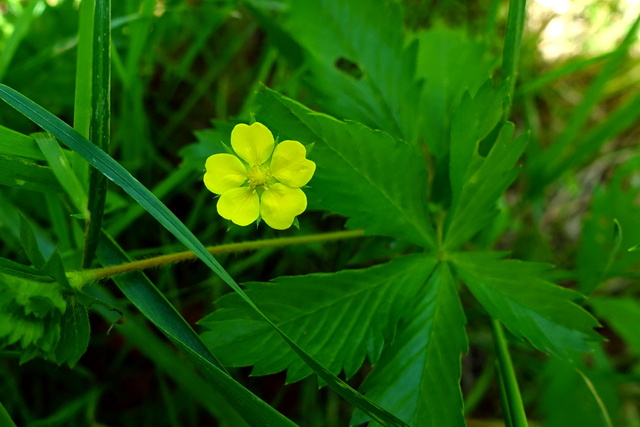 Potentilla simplex