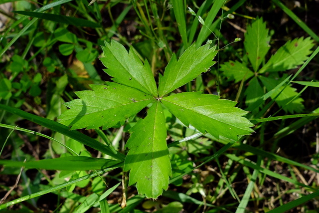 Potentilla simplex - leaves