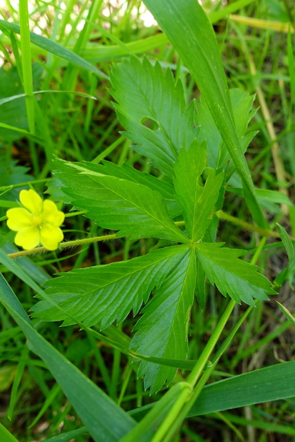 Potentilla simplex - leaves