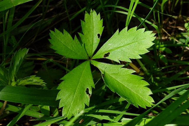 Potentilla simplex - leaves