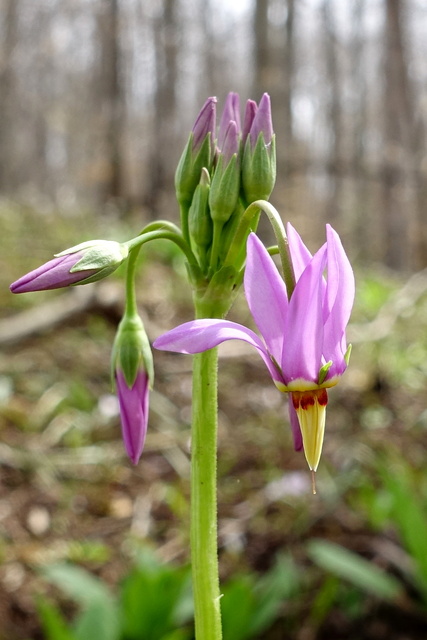 Primula meadia