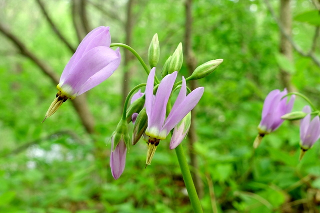 Primula meadia