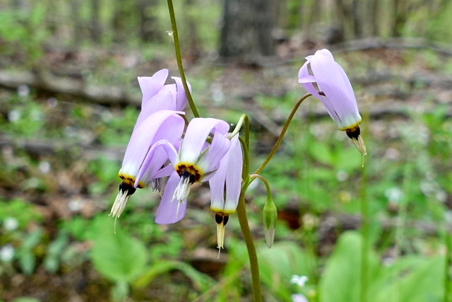 Primula meadia